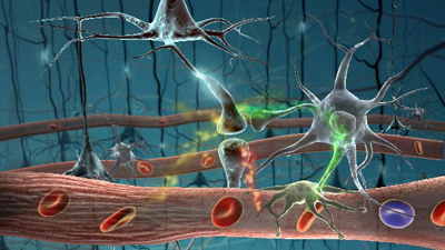 Amid a network of blood vessels and star-shaped support cells, neurons in the brain signal each other and form synaptic connections. Image courtesy of National Institute of General Medical Sciences.