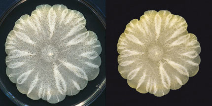 “They are honest documents of scientific investigation,” Frankel explains in her first book of techniques and tips, Envisioning Science: The Design and Craft of the Science Image. “However, they have one additional quality not usually present in science images—they somehow include the marvel of whatever phenomena I intend to capture.” Far right, Frankel excised the lab dish to focus attention on the riveting morphology created by the yeast colony growth patterns. Photos by Felice Frankel.