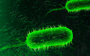 Cholera bacteria. Photo by krishnacreations/bigstockphoto