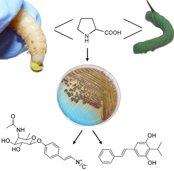 A three-way scrum involving roundworms, bacteria and insect larvae sheds light on the production of antibiotic molecules. Image courtesy of Jason Crawford.