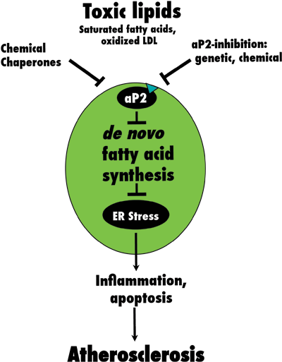 Lipid ups and downs. Toxic blood lipids promote atherosclerosis via activity of the lipid chaperone aP2 in macrophage cells of the immune system. This chaperone suppresses new fatty acid synthesis, a process that builds resistance to stress of the endoplasmic reticulum (ER). By promoting production of beneficial lipids and increasing resistance to ER stress, treatments that inhibit aP2 might alleviate atherosclerosis.