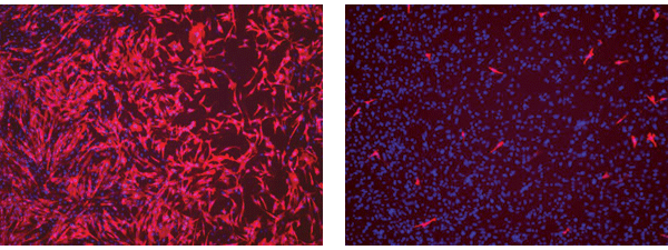 Flu away. Boosting the normal levels of a flu-fighting protein called IFITM3 protected chicken cells from infection. The left image shows the cells (blue) infected by flu (red), while the right image shows how more of the protein prevented most cells from being infected. Image courtesy of Abraham Brass.