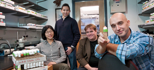 From left, Cecilia Lu, Carlos Loya, David Van Vactor, and Tudor Fulga developed a new tool for testing the biological function of microRNAs, a class of regulatory molecules. Photo by Len Rubenstein.
