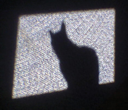 Glimpsing the truth. Is this shadow created by a stuffed toy or a live cat? In Plato’s cave, prisoners cannot perceive the work of the puppeteers behind the wall and therefore cannot imagine anything more than the shadows they see before them. Similarly, biological models, which are based on measurements limited by human perception, only approximate the truth. Photo by Luke Strosnider.