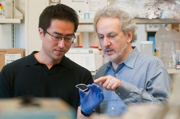 Dan Huh (left) and Don Ingber were able to use the lung on a chip to demonstrate that breathing enhances nanoparticle absorption. Photo by Joshua Touster.