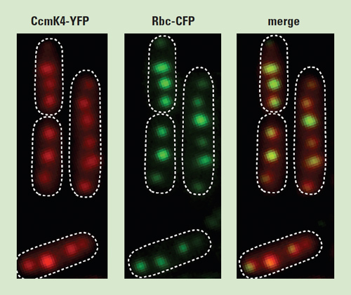 Fluorescent labeling of proteins inside the carboxysome shows that cyanobacteria create carboxysomes in numbers proportional to length, then space them evenly along their longest axis. Courtesy of Bruno Afonso and David Savage.