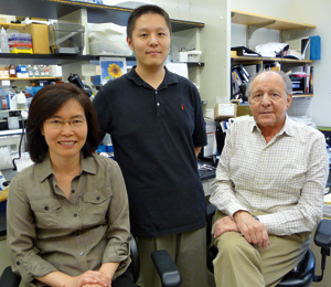 From left are Hye-Jung Kim, research assistant Xuan Wang, and Harvey Cantor, who, with Bert Verbinnen and Linrong Lu (pictured below), identified a population of T cells that might be harnessed to treat autoimmune diseases and cancer. Photo by Jennifer Sarbahi.