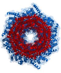 HMS researchers have found a way to help the cell's proteasome (shown here) dispose of bad proteins. Image: Thomas Splettstoesser