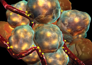 This computer artist’s rendering depicts pancreatic islets of Langerhans cells, including beta cells, which are destroyed by an errant immune system in Type 1 diabetes. Beta cells help regulate blood-glucose levels by secreting the hormone insulin, which stores glucose as glycogen in the muscles and liver. Photo by David Mack / Science Photo Library