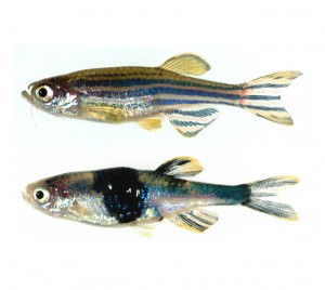 Normal zebrafish (top), zebrafish with melanoma (bottom). Courtesy of Children's Hospital.