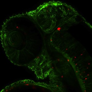 Photosynthetic cyanobacteria glow red inside the green cell membranes of a two-day-old zebrafish embryo, including within the fish’s eye and brain, in this confocal microscope image. (Ramil Noche/HMS Department of Systems Biology)