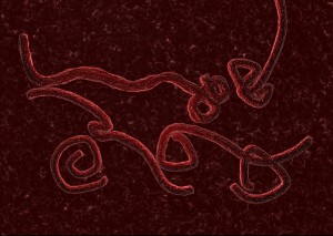 Ebola virus, image by Monika Wisniewska/iStock