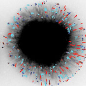 Receptors (red tracks) that travel linearly along the cell’s skeletal structure (gray tendrils) form transient clusters that help cells sense the world outside their membranes. Image courtesy of Khuloud Jaqaman