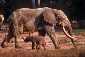 Forest elephants (shown) in Africa have been confirmed as a new species of elephant, distinct from the larger savanna elephant. Photo by Nicholas Georgiadis.