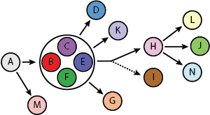 Researchers sequenced the DNA of 112 isolates of the B. dolosa bacteria taken from 14 patients, identifying a likely network of infection, shown with arrows. Dashed arrows indicate less certainty. Image courtesy Tami Lieberman et al.