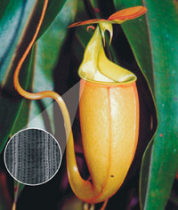 NON-STICK SURFACE: Inspired by the meat-eating pitcher plant, a team led by Joanna Aizenberg has developed a material that repels fluids by locking in a water layer to create a slick coating.
