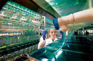 Systems Biology postdoc Andrea Tentner studies embryonic development through the lens of zebrafish.