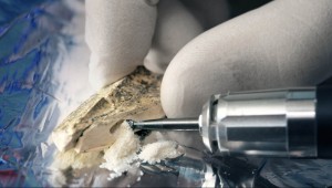 To extract DNA from a fossilized bone, researchers extract material using a dentistry drill. Image: Bence Viola, Johannes Krause and Frank Vinken, Max Planck Institute for Evolutionary Anthropology