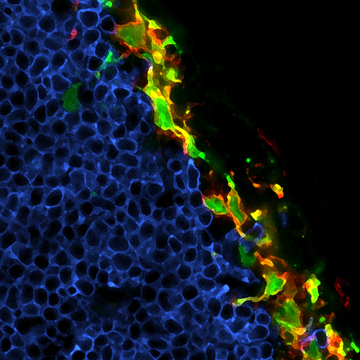 <b>A closer look:</b> B cells (blue) migrate to follicles near the lymph node periphery, where they come into intimate contact with macrophages (red and orange). B cells produce proteins that allow the macrophages to replicate the virus. Viral replication (green) triggers type I interferon signaling, a potent alarm signal that initiates a cascade of antiviral defenses throughout the lymph and the surrounding tissues.