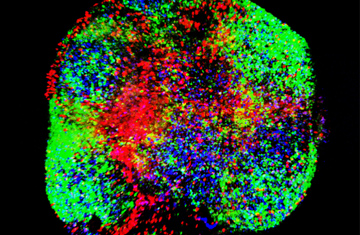 Video from Von Andrian lab