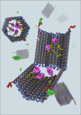 The programmable DNA nanorobot was modeled on the body's own immune system in which white blood cells patrol the bloodstream for any signs of trouble. Image courtesy of Wyss Institute