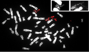 The pulverized chromosome appears in red amid the normal chromosomes in white. Image courtesy of Pellman lab