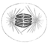 A diagram illustrates dark chromatids separating with the help of mitotic spindles (thin straight lines). Connecting the chromatids to the spindles are kinetochores. 1918 illustration from </i>Gray's Anatomy of the Human Body.</i>