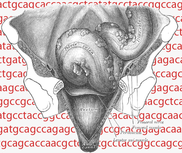 1918 illustration of the colon and rectum from Henry Gray's <i>Anatomy of the Human Body.</i>