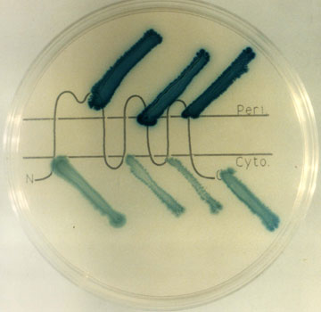 Genetic engineering in E. coli Photo credit: Jon Beckwith