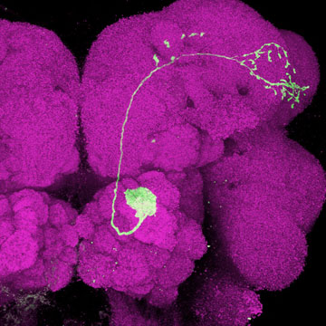 Projection of a single neuron (yellow) in the brain of a fruit fly (magenta). Photo credit: Rachel Wilson