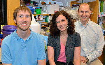 Postdoctoral fellow Jeremy Purvis (left) and graduate student Kyle Karhohs (right) worked with Galit Lahav, associate professor of systems biology at HMS, to investigate how P53 pulses control cell fate. Photo by R. Alan Leo