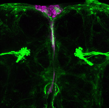 Three dimensional projection of the neuro-secretory region in the adult fly brain. High fat diets turn on signaling in inhibitory neurons (green) which in turn impinge on insulin producing neurons (purple). Image by Akhila Rajan