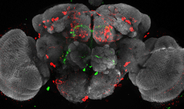 Confocal image of a fruit fly brain (gray) showing the entire population of dopaminergic neurons in red and a single pair of aggression-modulating T1 dopamine neurons in green. Image: Kravitz lab
