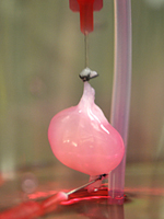 Previously decellularized rat kidney after reseeding with endothelial cells, to repopulate the organ's vascular system, and neonatal kidney cells. Image: Ott Laboratory, Massachusetts General Hospital Center for Regenerative Medicine