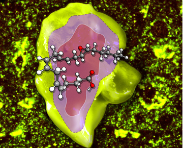 EET-stimulated liver regeneration. Image: Dipak Panigrahy/Beth Israel Deaconess