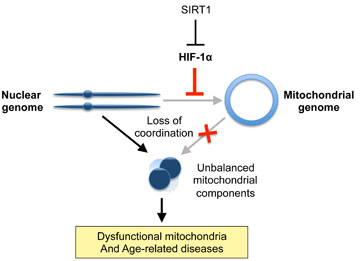 When Sirt1 loses its ability to monitor HIF-1, communication between mitochondria and the nucleus breaks down, and aging accelerates. Image by Ana Gomes