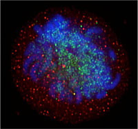 Sirt1 protein, red, circles the cell's chromosomes, blue. Image by Ana Gomes