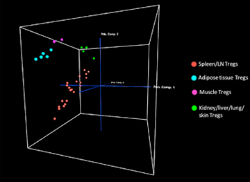 According to genome-wide expression analysis, different Treg populations are distributed in space according to their similarity: The position of the novel muscle Treg cells indicates that they are a unique population, more similar to the recently described fat Treg cells than to the most-studied lymphoid tissue Tregs. Image: Mathis/Benoist Lab