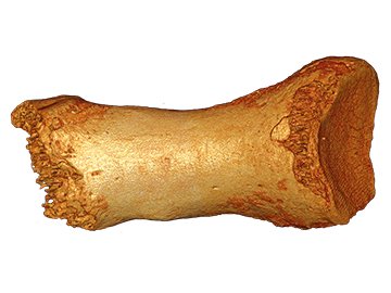 The Neanderthal toe bone from Siberia that yielded DNA for the study. Image: Bence Viola