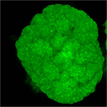 Culture of intestinal stem cells. Image courtesy of Karp Lab