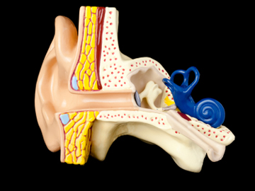Human ear model shows semicircular canals and cochlea of the inner ear, auditory ossicles of the middle ear, tympanic membrane and temporal and tympanic muscles. Image: iStock/ericsphotography 