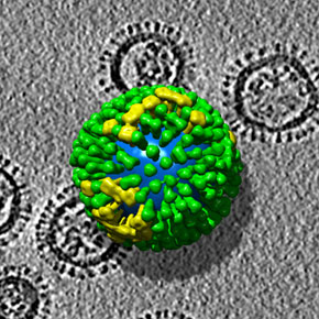 The three-dimensional structure of influenza virus from electron tomography. Wikicommons, courtesy of NIH