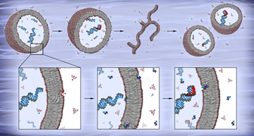 (Upper sequence, from left) As protocells replicate their nucleic acid and grow, their bubble-like vesicles extend into thread-like structures, eventually breaking off to form new vesicles containing their own nucleic acid. (Lower sequence) RNA templates are bound to short RNA primers within vesicles made of fatty acid membranes. Triangular complexes of Mg2+ ions, required for RNA replication, chelated with citrate to protect the membrane from damage, pass into the cell and catalyze extension of the RNA primer (red). Image: Katarzyna Adamala 