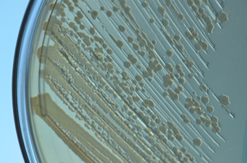 Wyss Institute file photo of E. coli. Image: Rick Groleau.