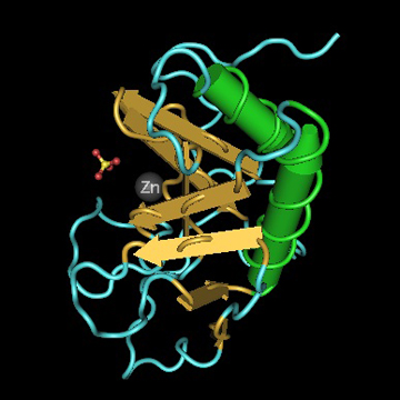 3-D rendering of the signaling domain of the murine Shh pathway. Image: Protein Data Bank/Peter Znamenskiy