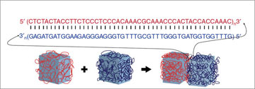 DNA makes glue programmable because one strand of DNA will stick tightly to a matching partner strand, but only if the two strands have chemical "letters," or nucleotides, that are complementary. Image courtesy of Wyss. 