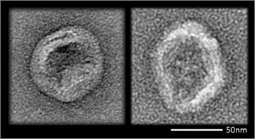 An enveloped virus (left) coats itself with lipid as part of its life cycle. New lipid-coated DNA nanodevices (right) closely resemble those viruses and evade the immune defenses of mice. Credit: Steven Perrault
