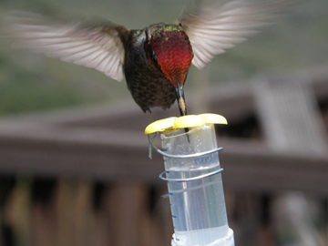 Anna’s hummingbird (Calypte anna) in the Santa Monica Mountains, Calif. Image: Maude Baldwin