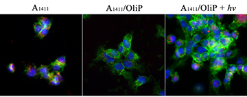 Left: Short snippets of DNA called aptamers (red) readily get into cancer cells (green and blue) on their own. Center: They can’t penetrate cells when stuck to an oligonucleotide. Right: However, they regain the ability when the oligonucleotide's bonds are broken by UV light. Images: Lele Li