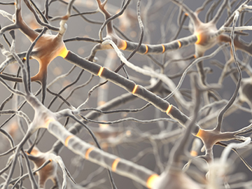 Abnormalities in brain cell insulation seen in schizophrenia are determined in part by genes rather than by environmental factors alone, according to a new study. Image: martynowi_cz/iStock